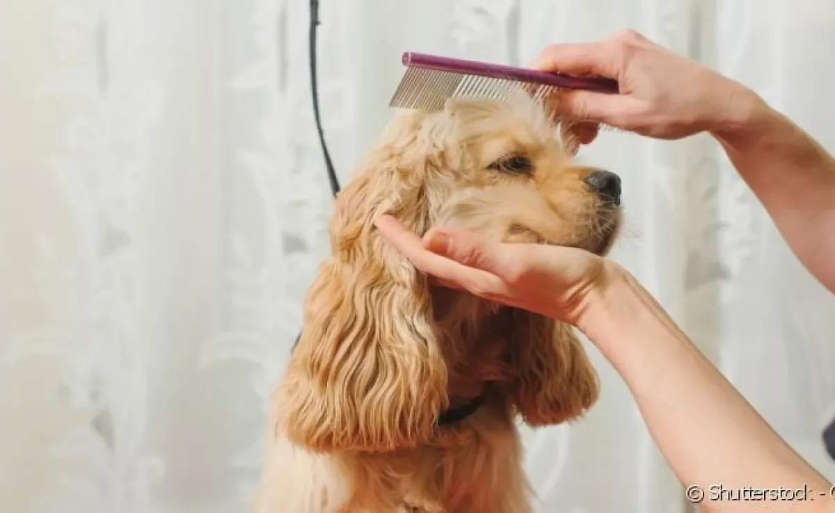 O pet shop dispõe de profissionais e ferramentas indispensáveis para o banho e tosa do cachorro.