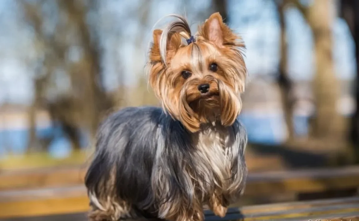O útero de cadela é um órgão importante para a reprodução dos cães