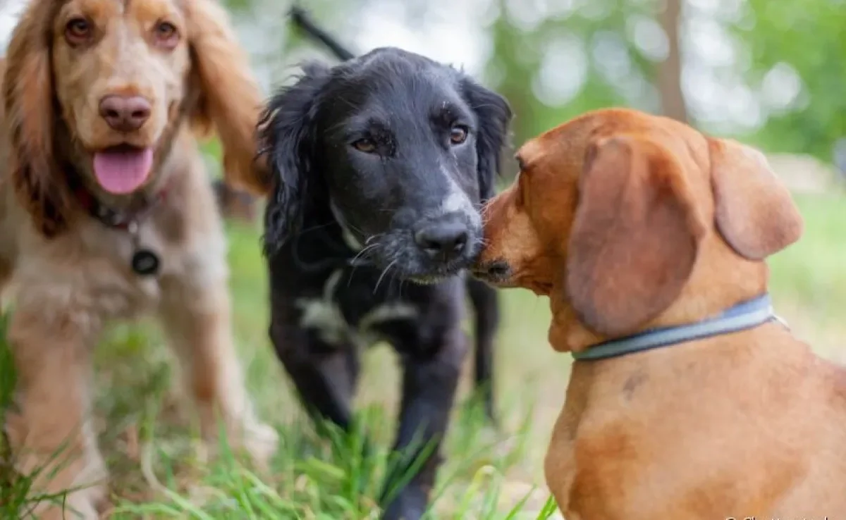 Aprender como socializar cachorros é algo necessário para o bom convivio com os pets