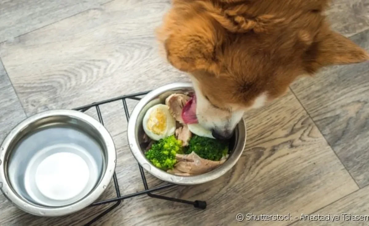 A alimentação natural para cães precisa ser bem equilibrada e diversa.