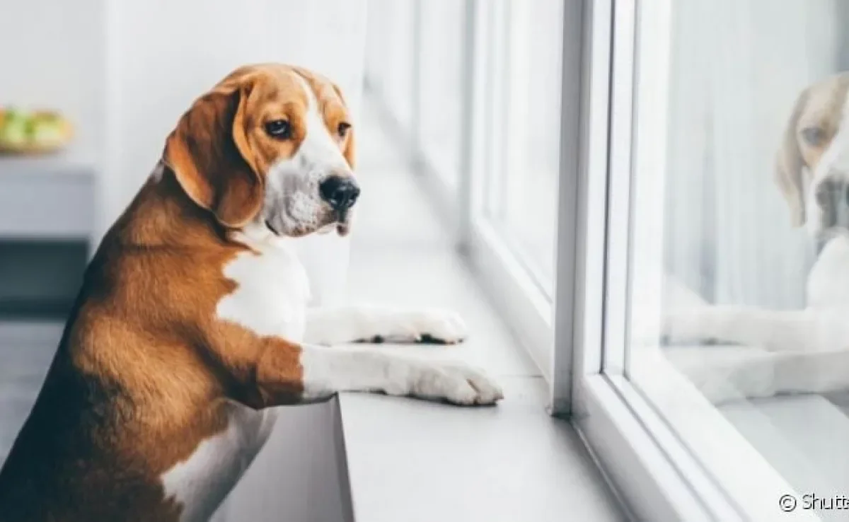 O cachorro com ansiedade de separação enfrenta uma grande dificuldade ao ficar longe do tutor