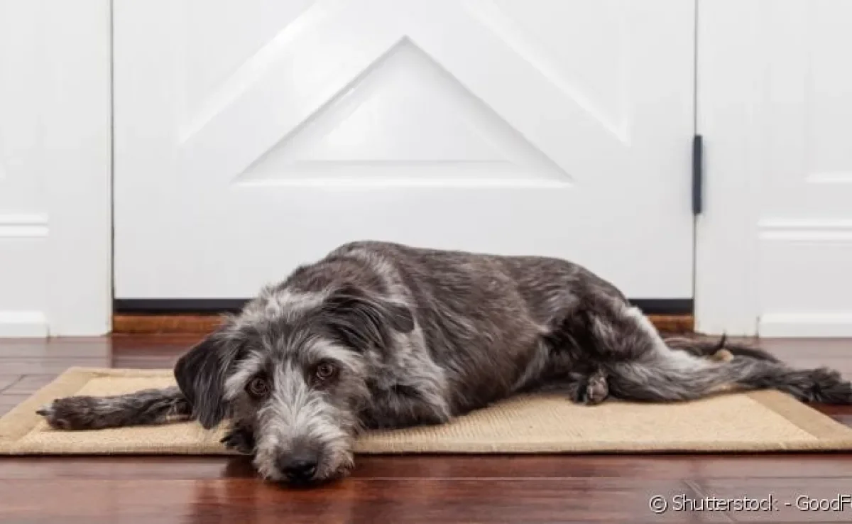 Quanto mais independente seu cãozinho for, menores as chances de ele sofrer com ansiedade de separação 