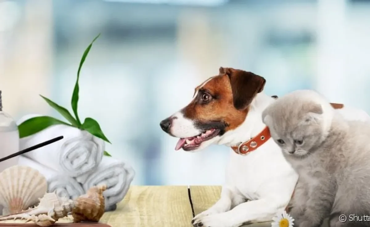 Os óleos essenciais para animais podem ajudar no tratamento de problemas comportamentais e físicos