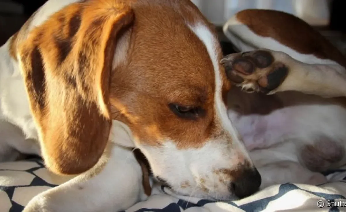 A balanopostite em cachorro é uma infecção que causa lambedura e secreção no pênis