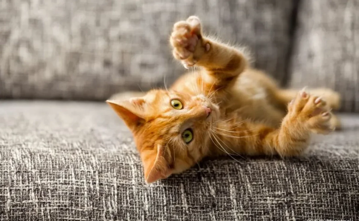A doença da arranhadura do gato é transmitida por meio de arranhões e mordidas de um animal infectado
