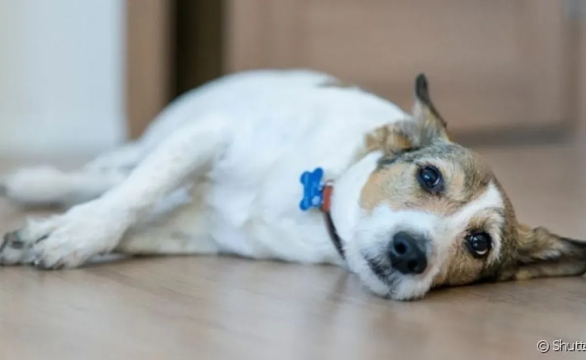 A bicheira em cachorro pode ser prevenida com cuidados básicos de higiene