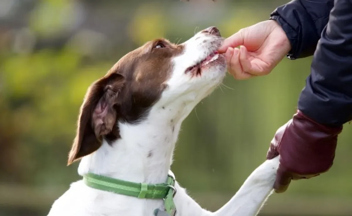 O bifinho para cachorro é uma ótima alternativa de petisco, mas não pode ser oferecido todos os dias