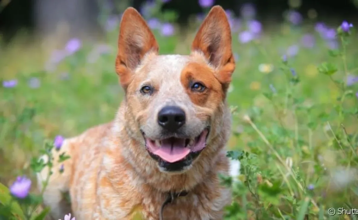  O Boiadeiro-australiano é dividido em dois tipos de cor: Blue Heeler e Red Heeler 