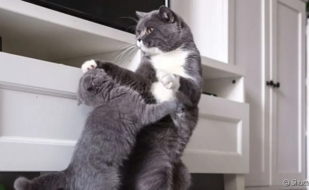 O gato brigando costuma ser um sinal de disputa por território