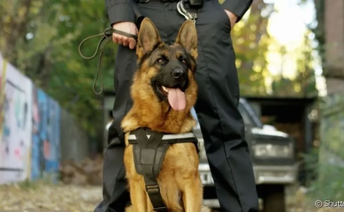 O cachorro farejador precisa passar por um treinamento que envolve diferentes atividades especiais