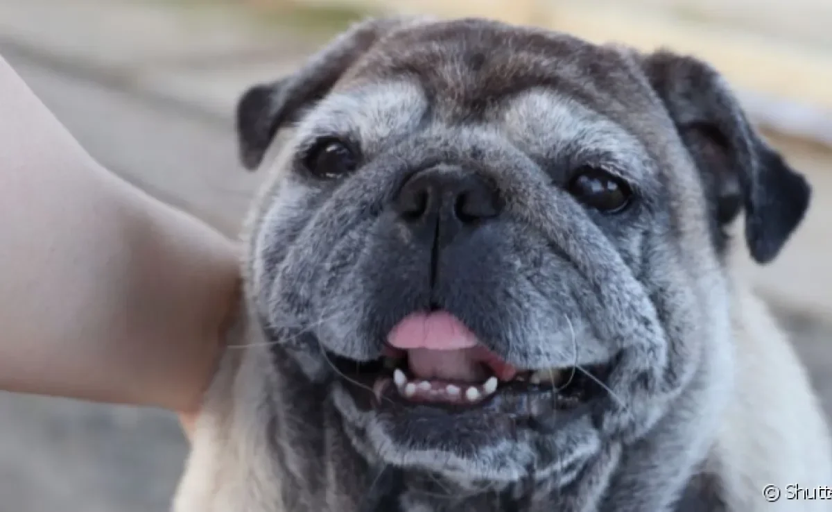 A velhice dos cães tem os pelos brancos como um dos primeiros sinais.