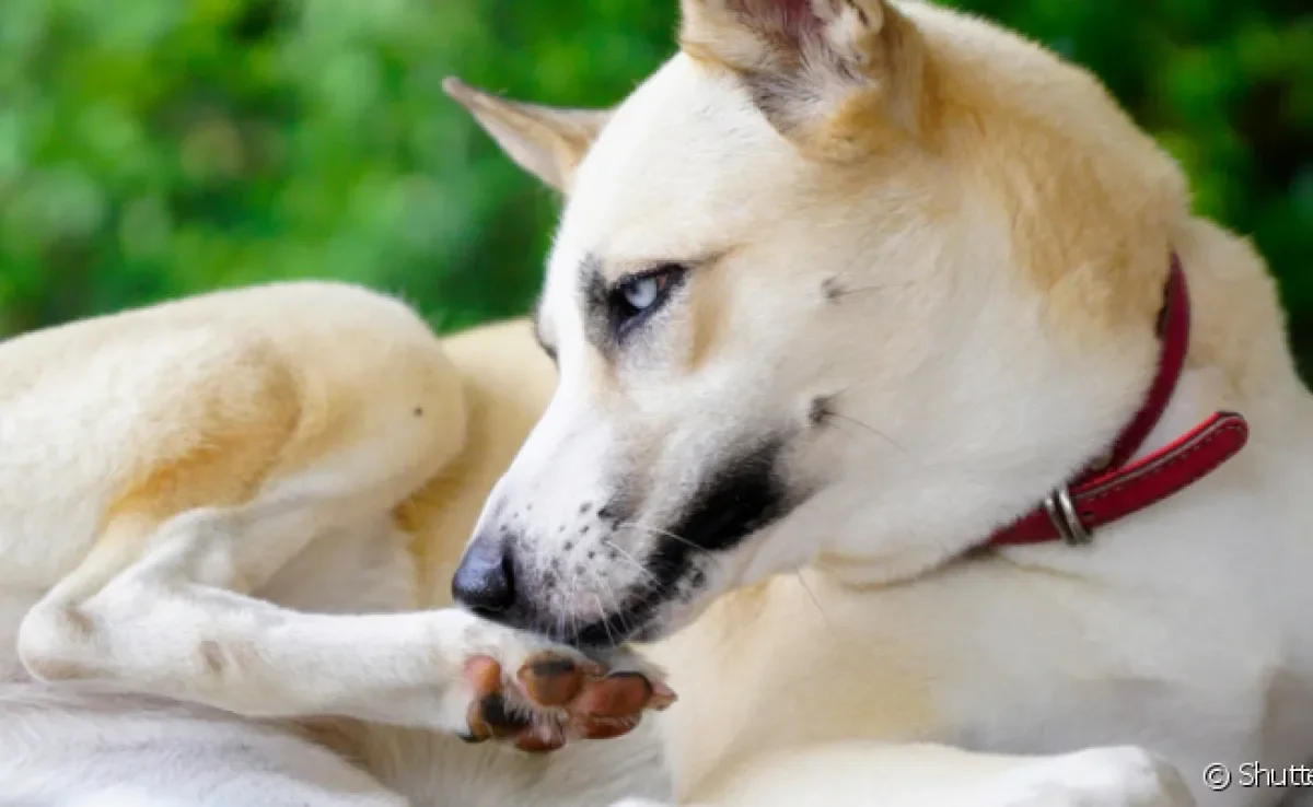  O cachorro mordendo a pata é um indício que tem algo incomodando o animal