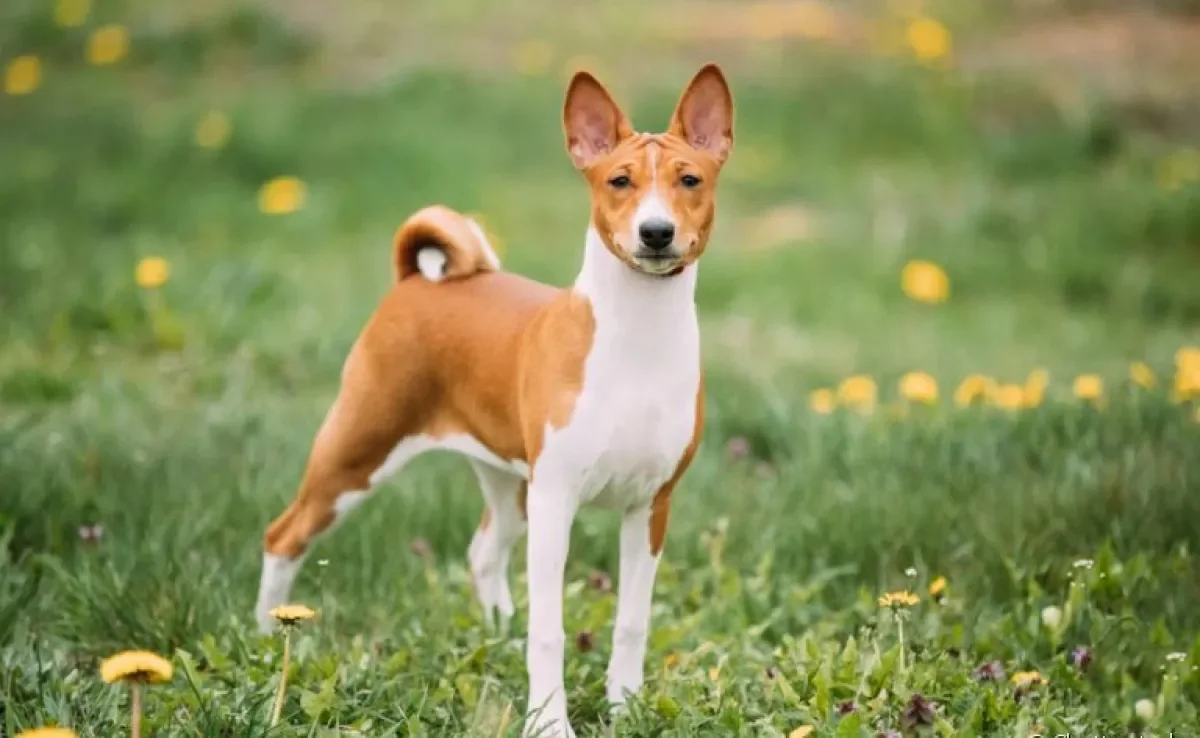 Basenji, o cachorro que não late, tem o uivo como sua principal forma de comunicação