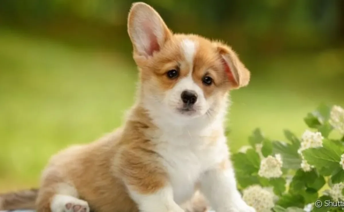 O cachorro surdo precisa de algumas adaptações em casa e na rotina para ter uma boa qualidade de vida