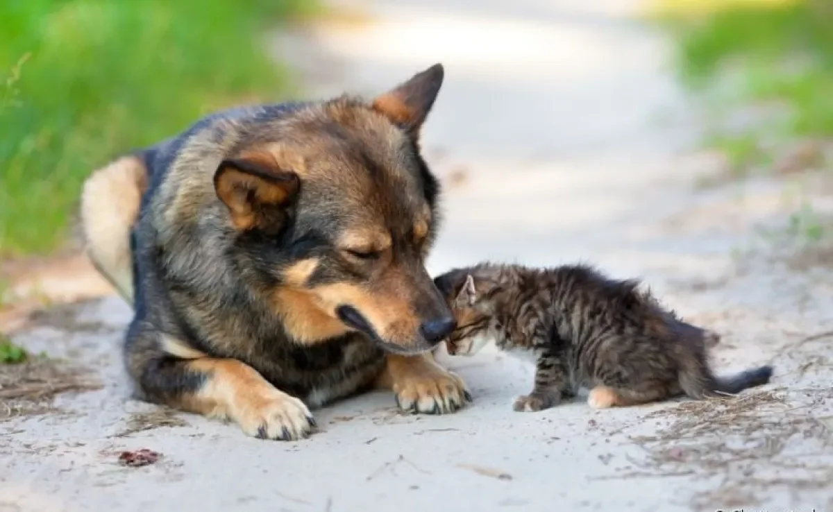 A castração de animais é importante para cuidar da saúde dos pets e diminuir a quantidade de bichinhos abandonados