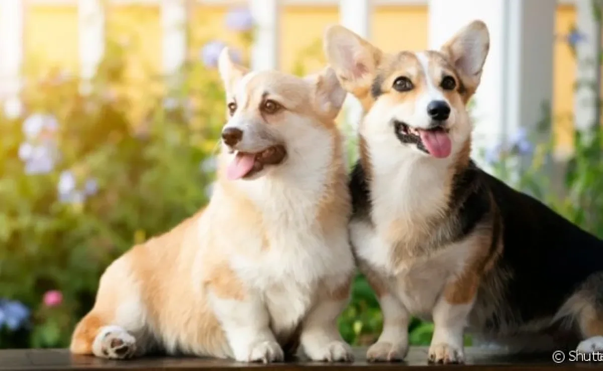 O processo de como socializar cachorros é fundamental para uma boa convivência entre dois cães em casa