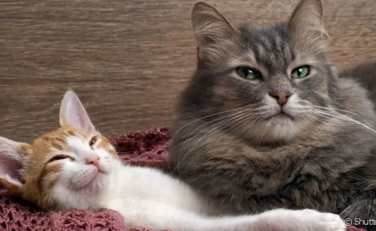  Como acostumar um gato com outro? Leve em conta a idade de cada felino e sua personalidade 