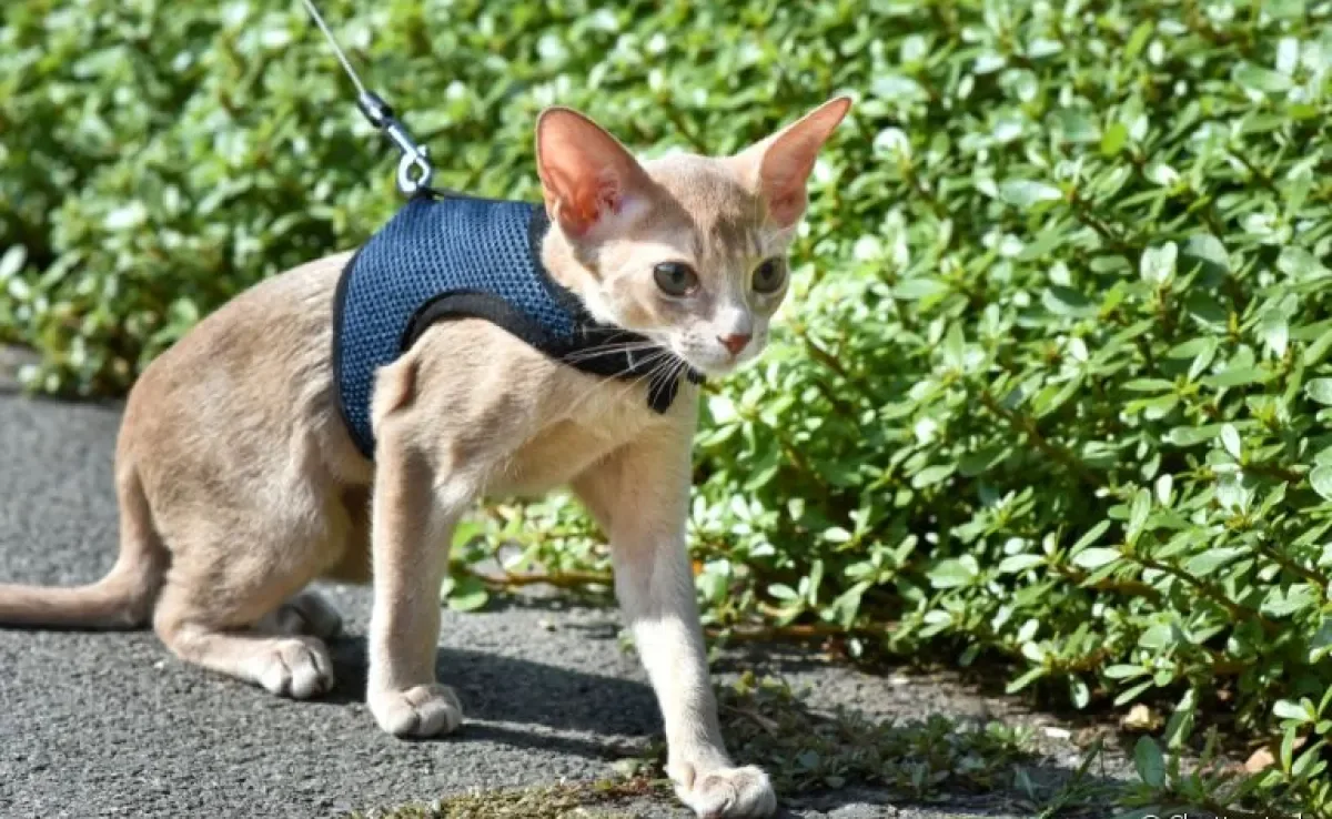 Passear com gato pode ser uma experiência muito positiva, mas requer alguns cuidados