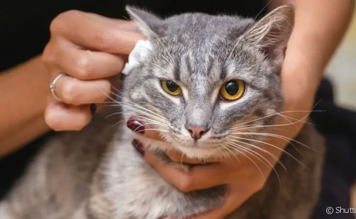 Limpar a orelha do gato deve fazer parte da rotina de cuidados