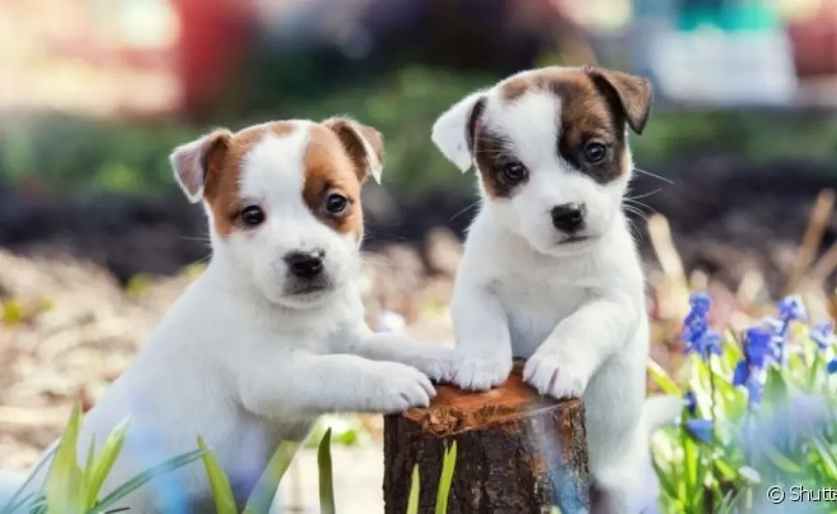 Para diferenciar o filhote de cachorro fêmea do macho, é preciso observar a anatomia do cão