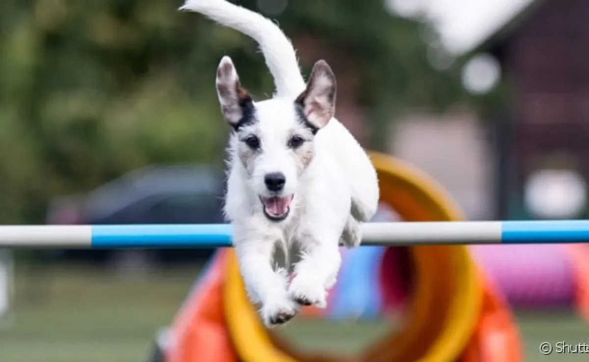 Antes de aprender como treinar um cachorro para esportes é preciso levar algumas questões em consideração