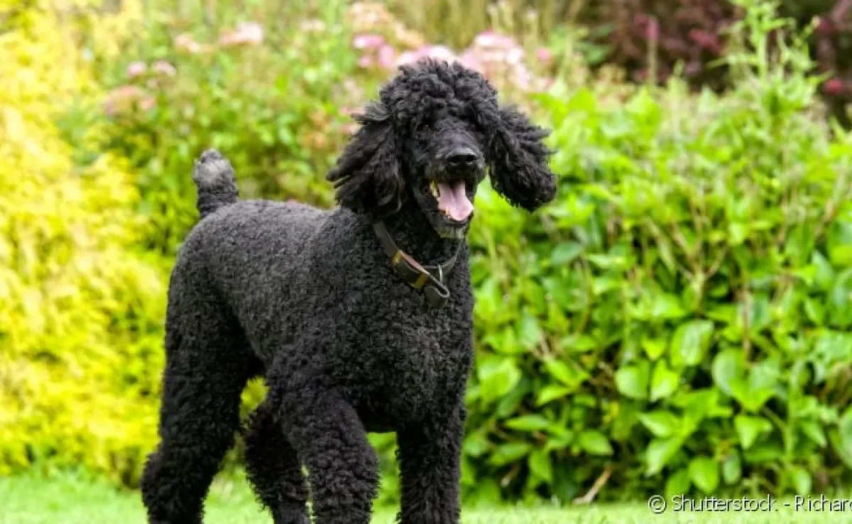 O Poodle gigante pode chegar a 60 cm e pesar mais de 30kg.