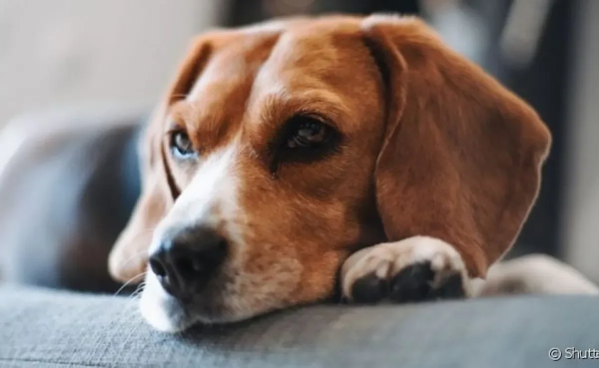 As variações de DST em cachorro são perigosas e podem deixar o animal bastante debilitado
