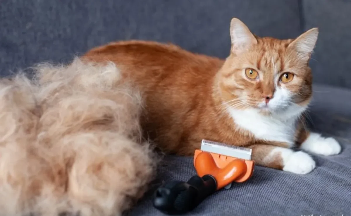A escova "furminator"remove até os pelos mortos mais dificeis de tirar