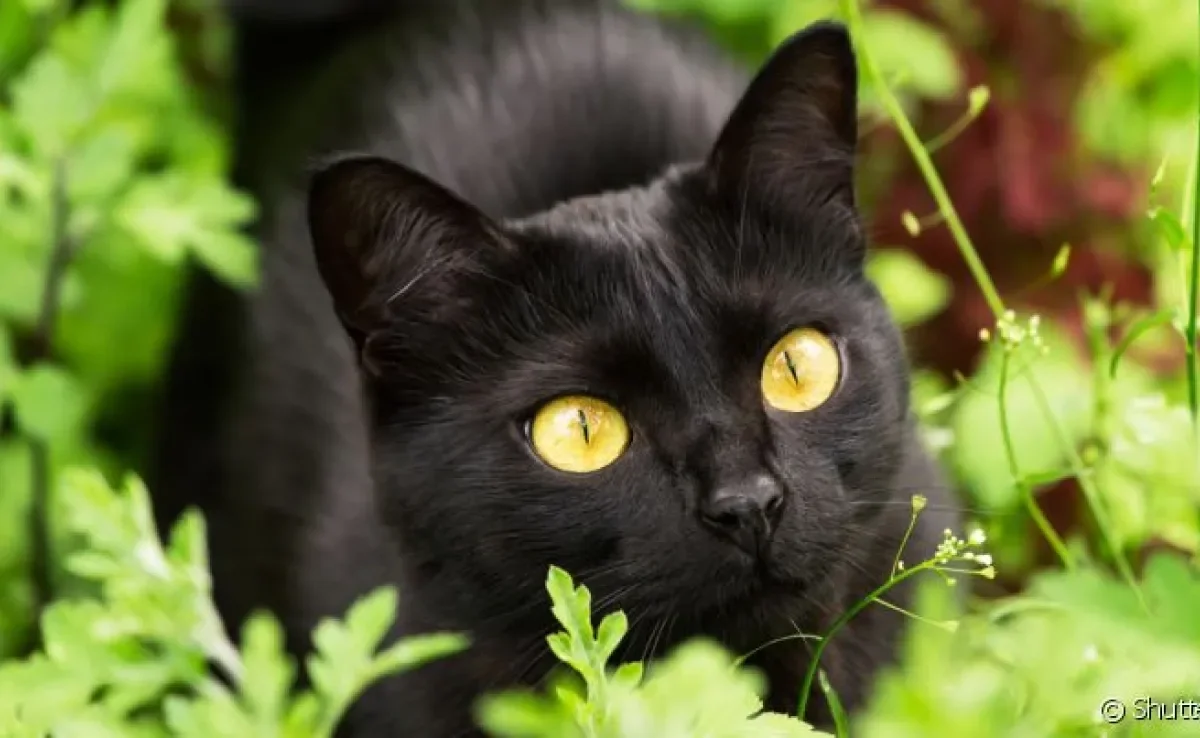  Esporotricose felina é um doença de fácil contaminação 