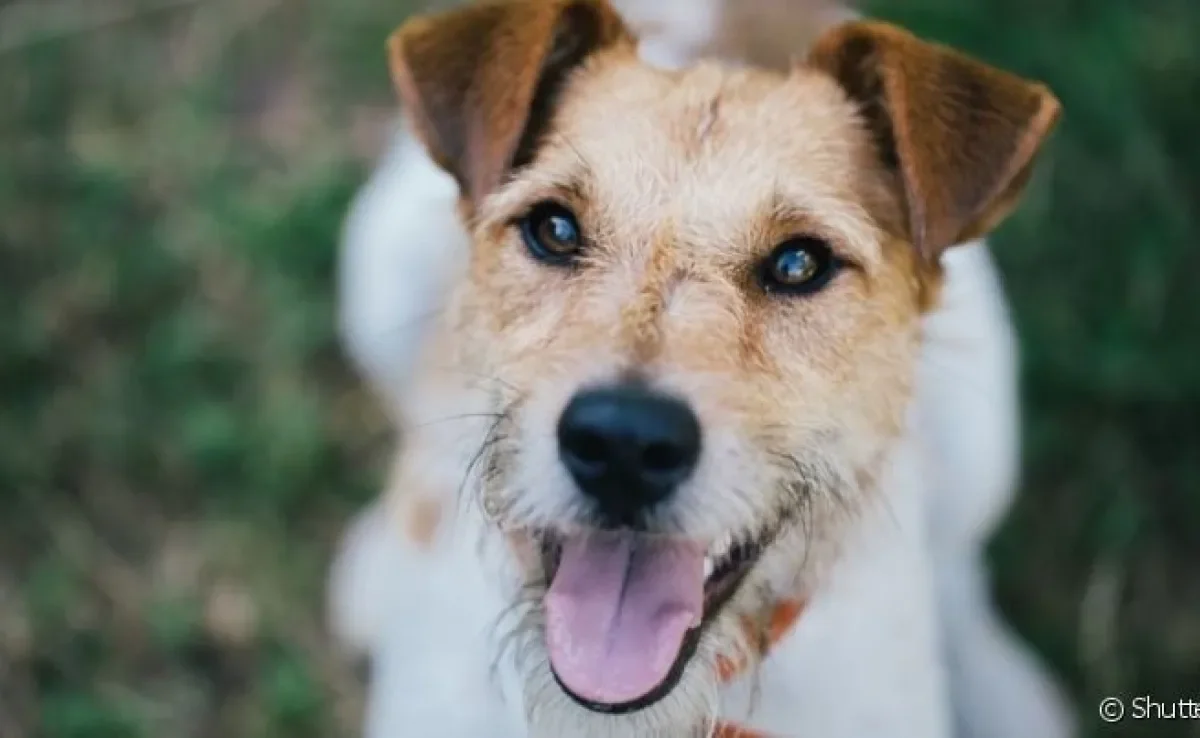 O Fox Terrier é um cachorro pequeno de personalidade marcante