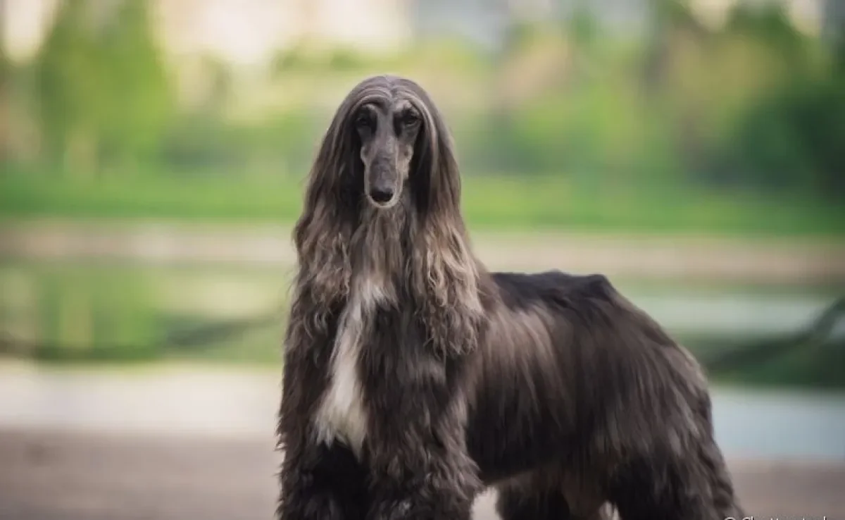 Os pelos do Galgo Afegão precisam de uma rotina de cuidados