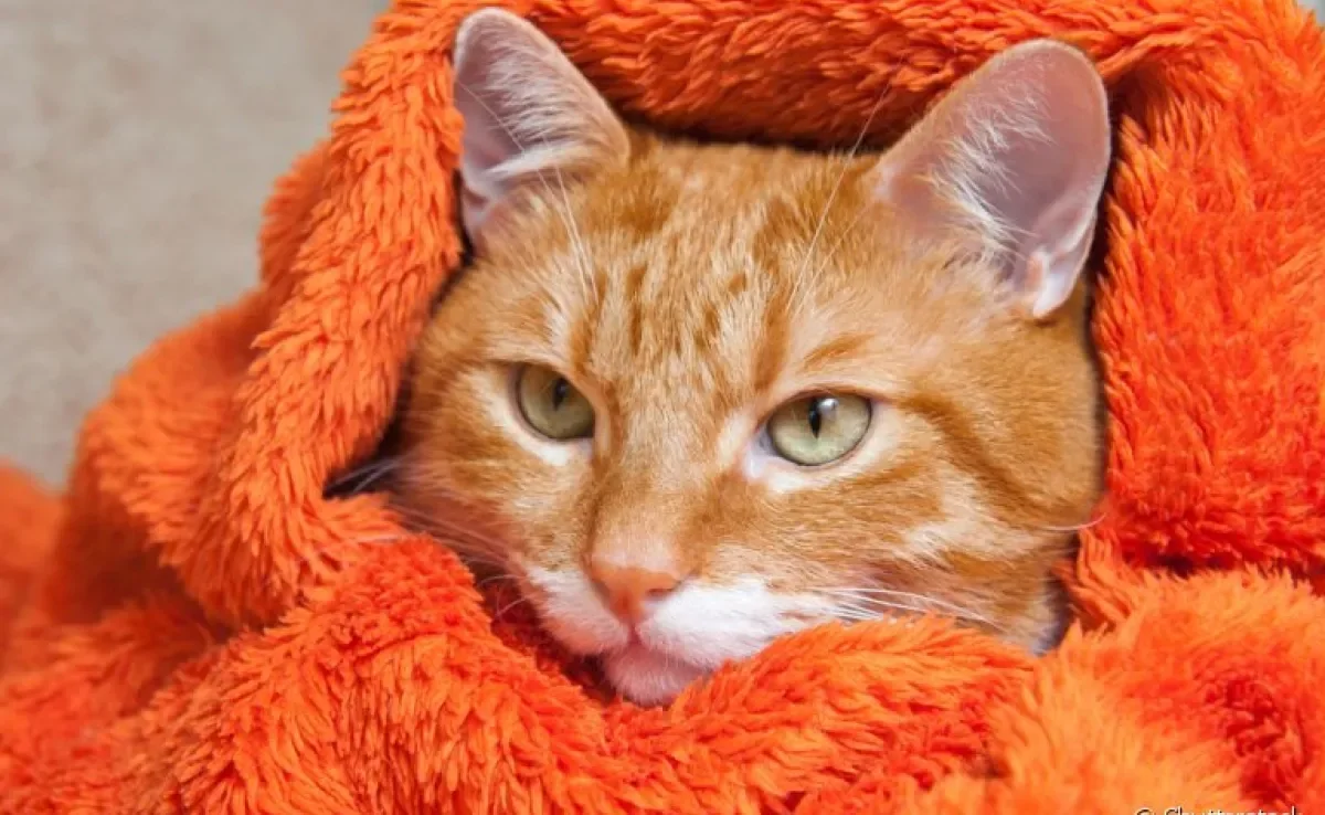  A rinotraqueíte felina é uma doença altamente contagios causada por vírus 