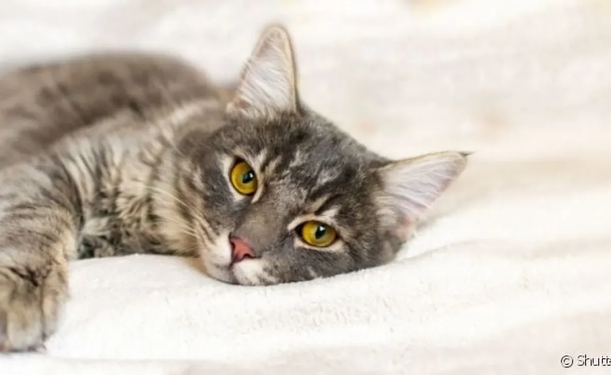  Gato vomitando espuma branca merece atenção 