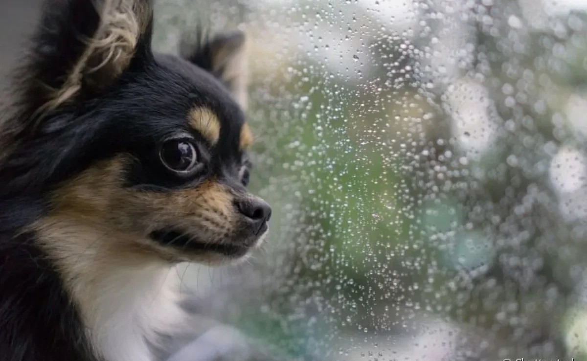 Uma forma de prevenir a leptopsirose canina é mantendo o cachorro em segurança dentro de casa nos dias chuvosos
