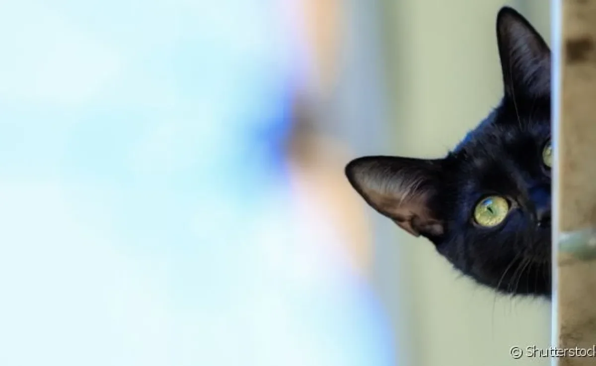 A linguagem dos gatos é bem sutil, mas prestando bastante atenção, fica fácil compreendê-los.