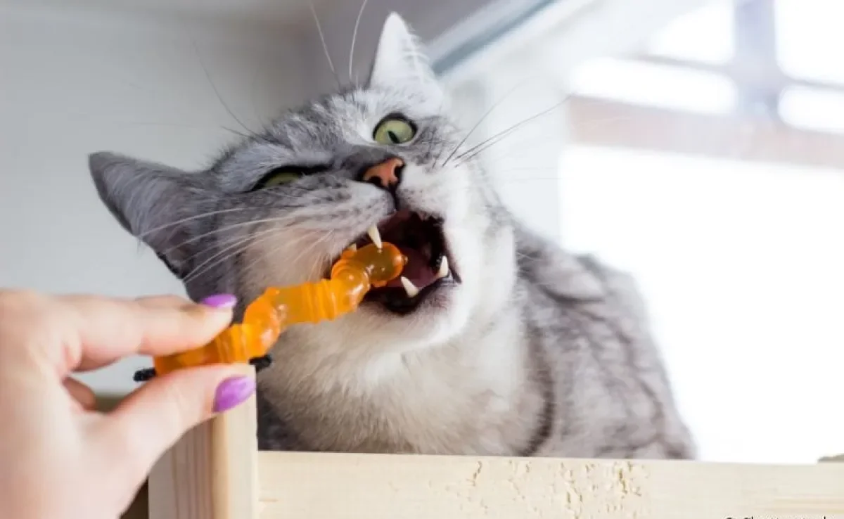 O mordedor para gato é indicado tanto para os filhotes quanto para os adultos