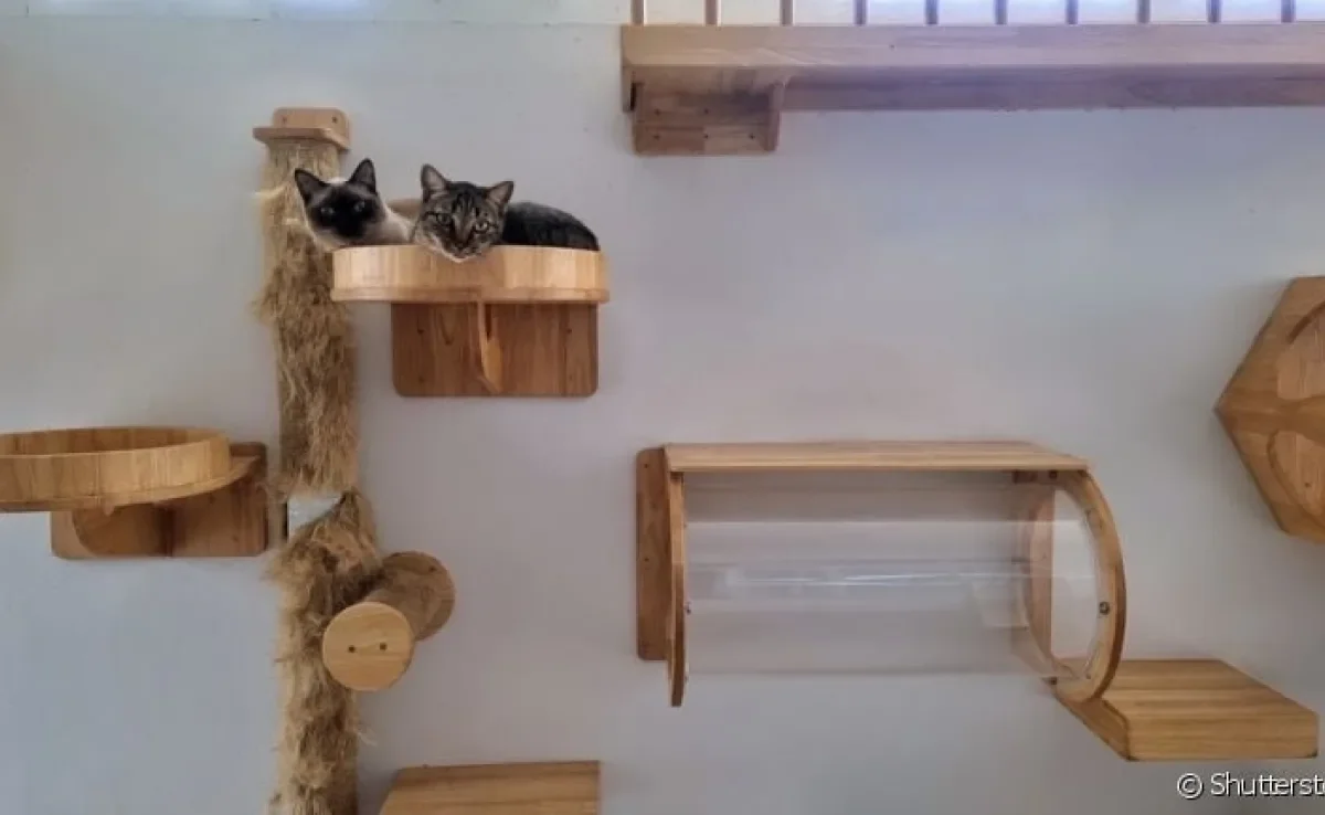  O enriquecimento ambiental para gatos é uma forma de adaptar a casa para a vivência felina 