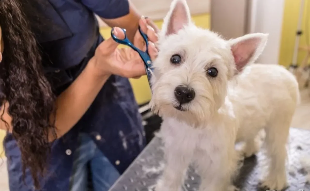  Tosar cachorro depois do banho agiliza o processo 