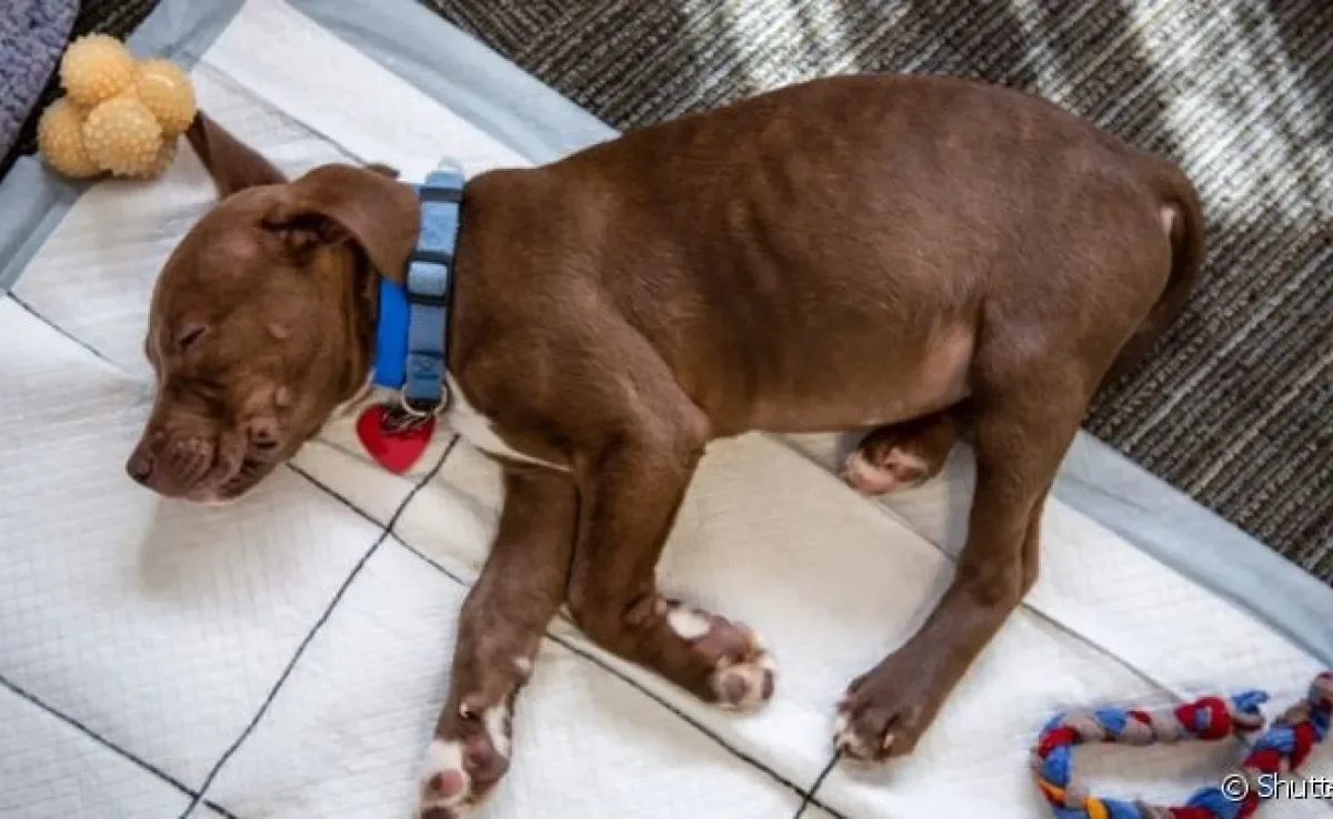 O tapete higiênico para cachorro serve para fazer as necessidades, mas alguns gostam de usá-lo para outros fins