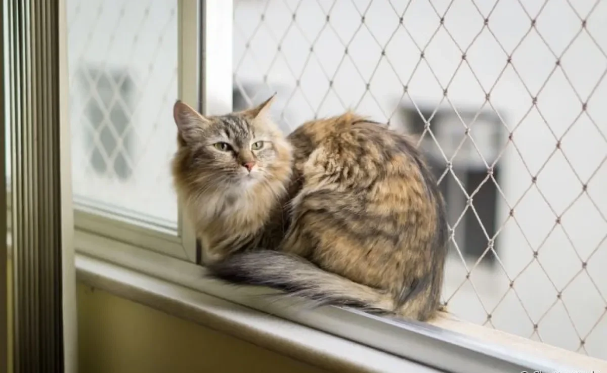 A tela de proteção para gatos é garantia de segurança