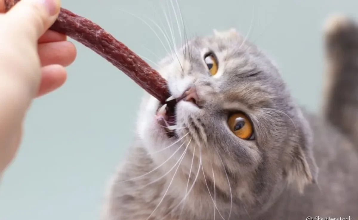 Os petiscos para gatos são super bem-vindos para agradar os pets, mas devem ser oferecidos com moderação