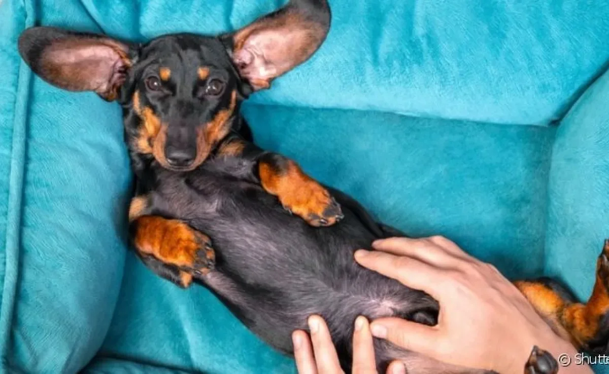 A hérnia umbilical em cachorro é uma doença congênita causada por uma má formação no umbigo