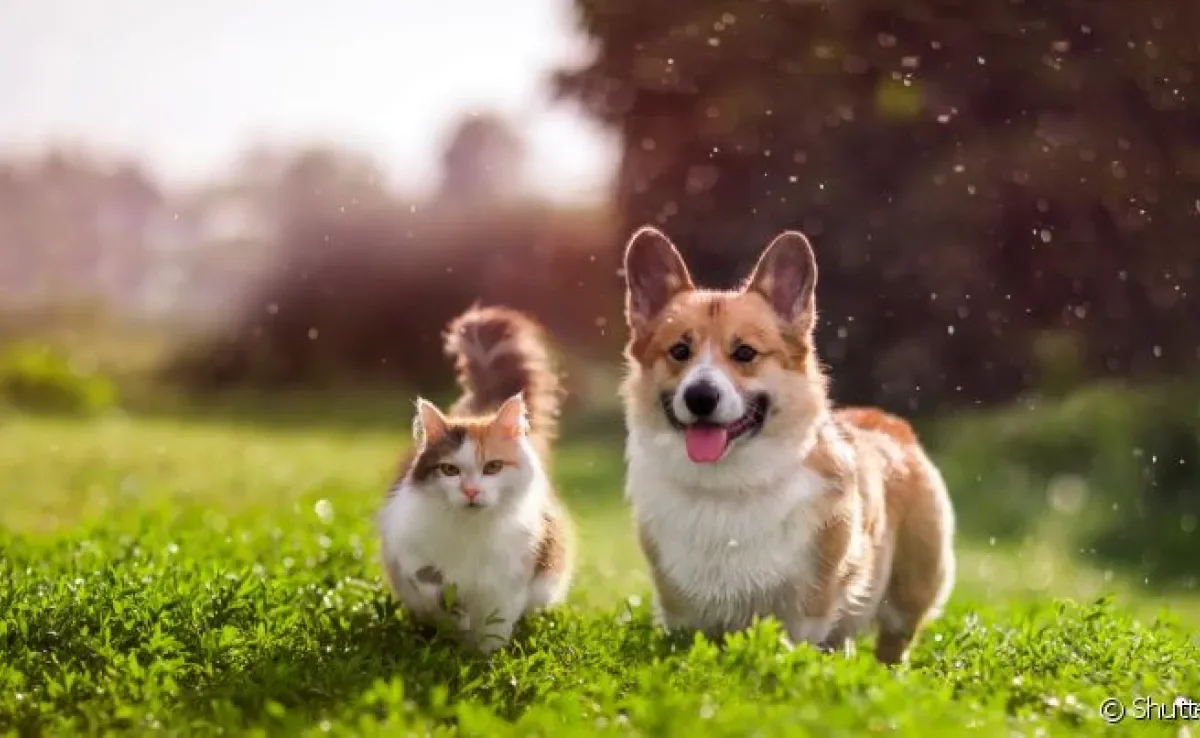 Acostumar cachorro e gato não é uma missão impossível, mas precisa de cautela
