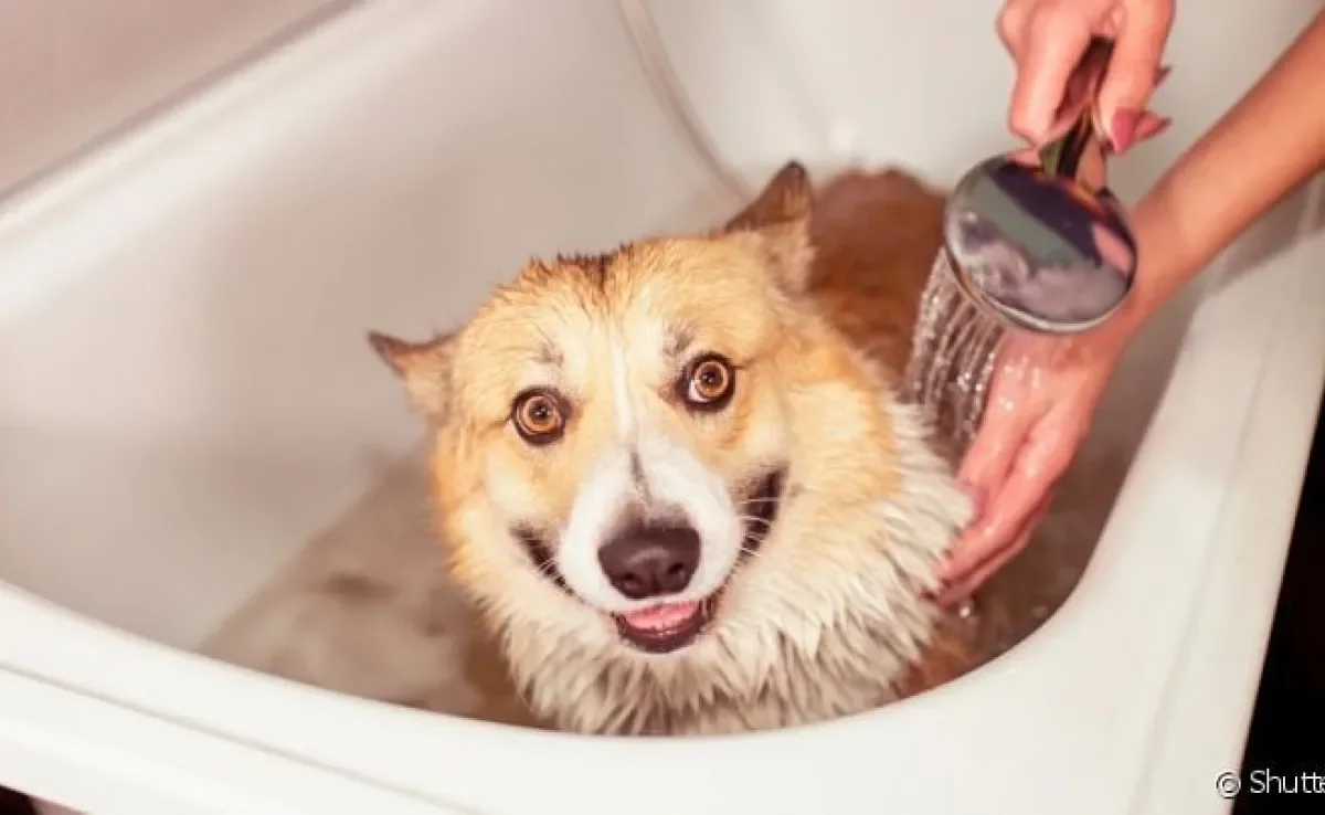 Aprender como dar banho em cachorro é mais fácil do que você imagina