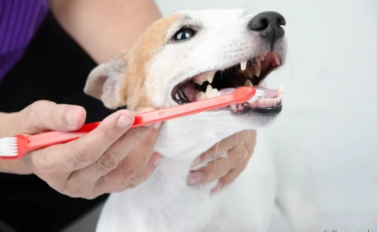  Escovar o dente de cachorro ajuda a afastar problemas bucais perigosos, como a formação de placas e tártaro 