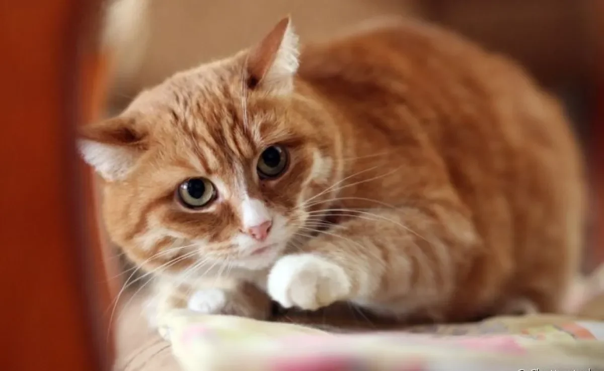 Gatos sabem quando algo ruim se aproxima ou isso não passa de um mito?