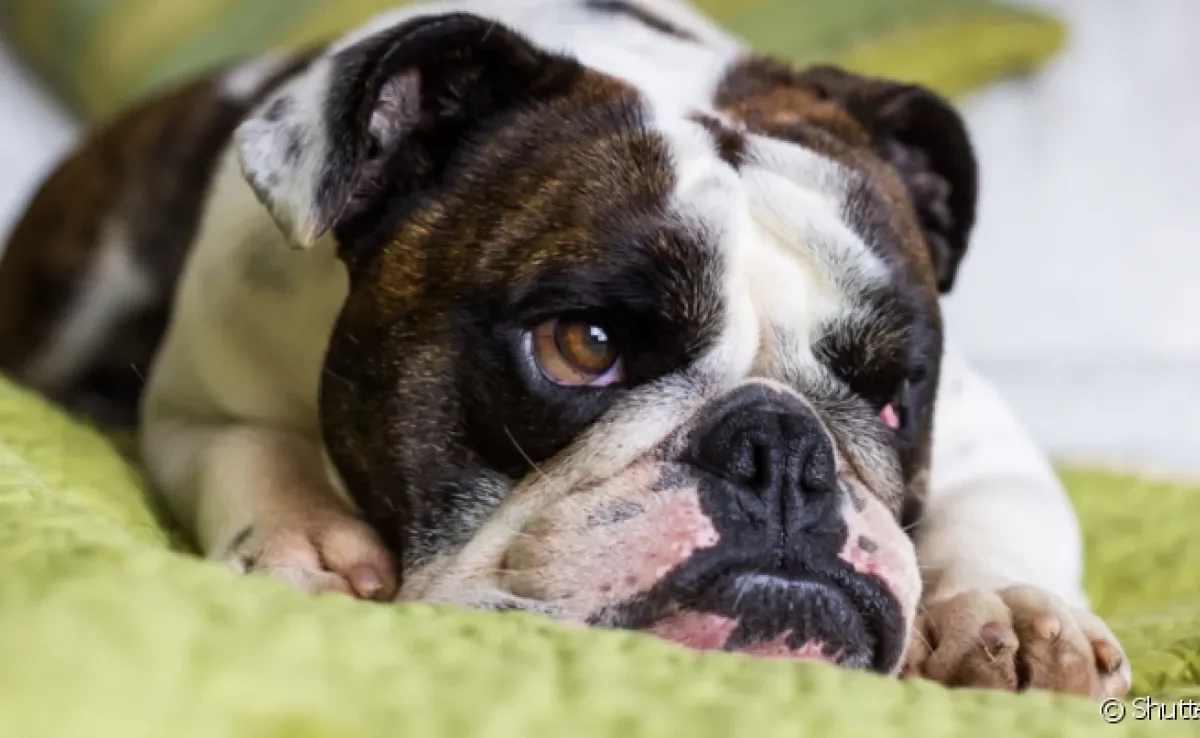 O parasita causador da doença do carrapato entra no sangue do cão e afeta diferentes partes do corpo do animal