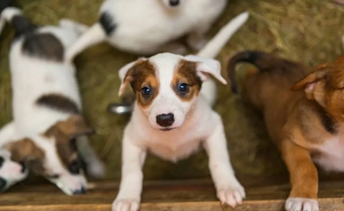 Adotar cachorro é algo que deve ser planejado e requer algumas adaptações