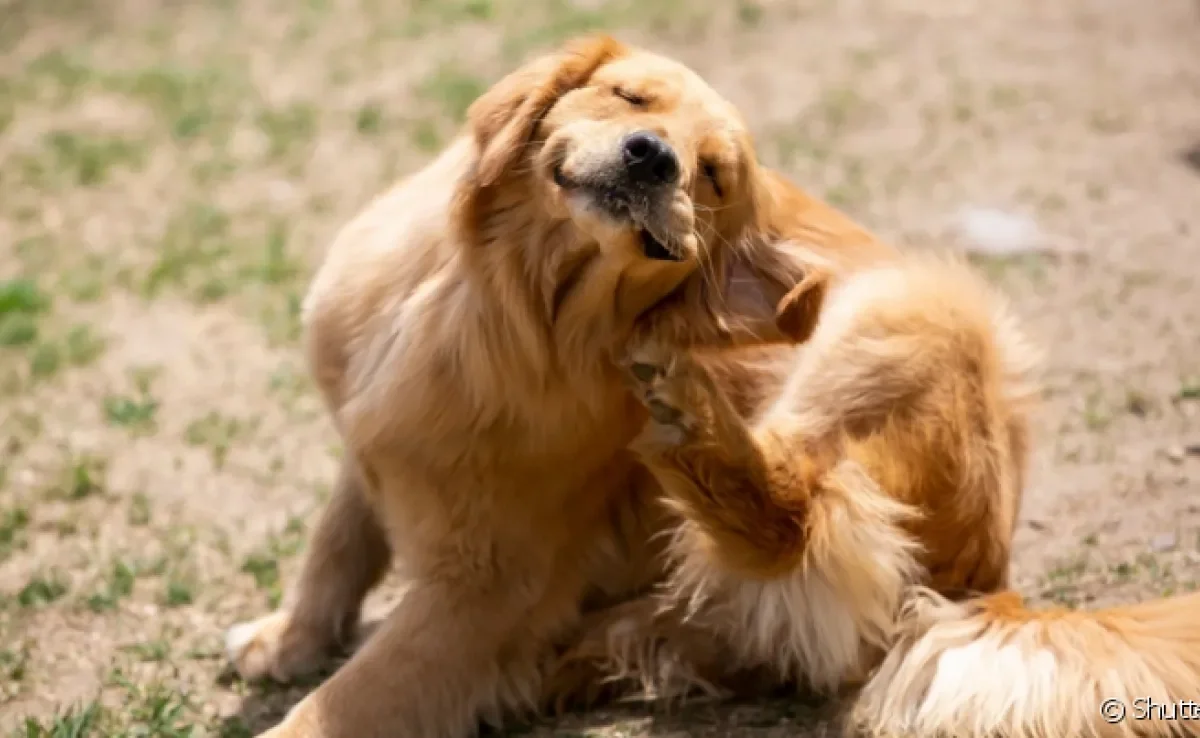 A alergia em cachorro pode acontecer em qualquer cão, mas algumas raças tem prodisposição maior a desenvolver