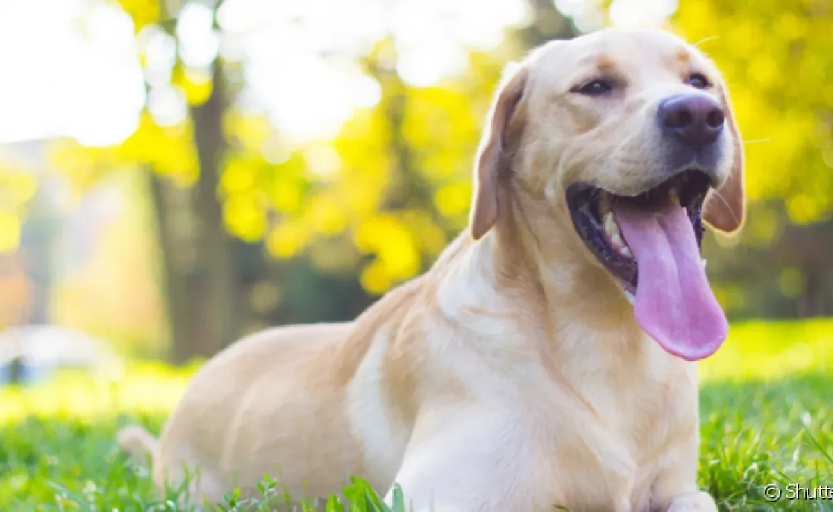 A respiração do cachorro tem um papel fundamental na manutenção da vida do animal